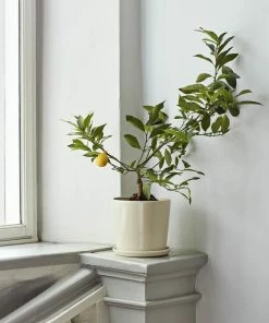 HAY Botanical Family Saucer M - Off White